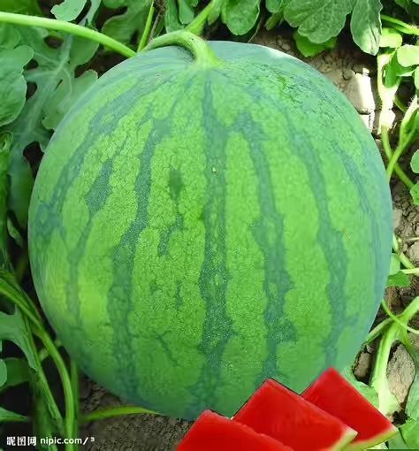 辰溪县 大好甜西瓜