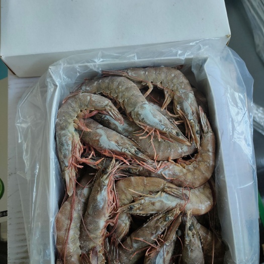 宁波冻海虾 12-18个月
