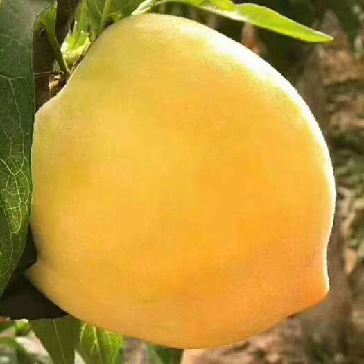 曹县 黄桃 买一箱送一箱。黄金冠 鲜桃 现摘现买 自家种的。