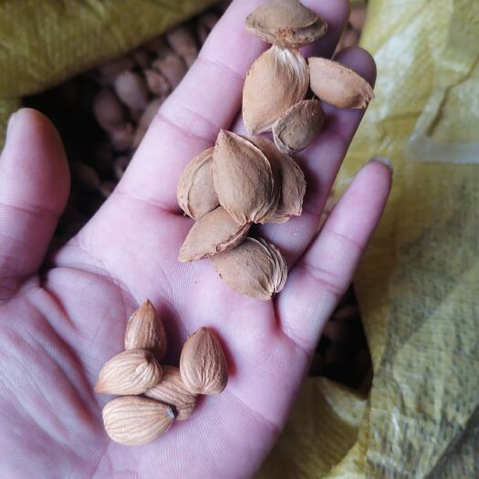 北京 杏核供应，杏仁批发，质好价优