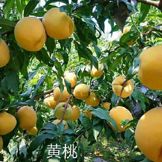 新乐市黄金冠黄桃 70mm以上 4两以上