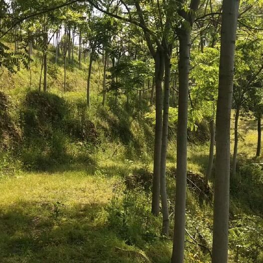 黄冈 栾树