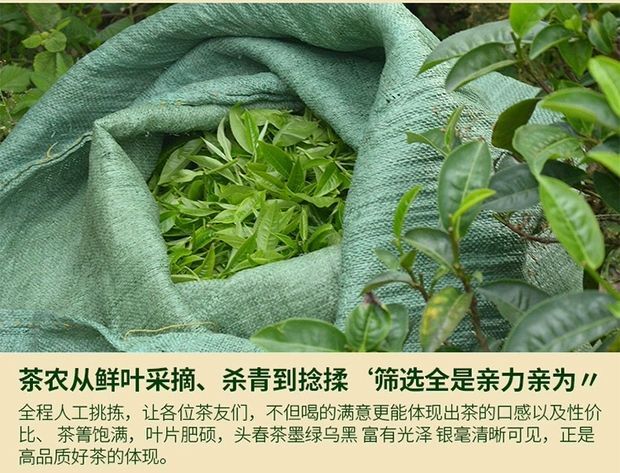 思茅 绿茶