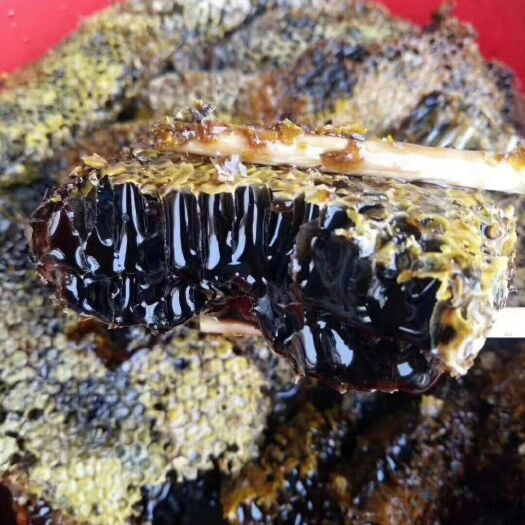 昆明 云南黑蜂蜜500克/瓶  药用价值最高的一种 清肺排毒 包