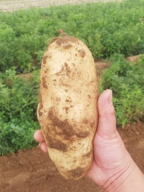 新乐市荷兰15  荷兰十五土豆个头大颜色好。