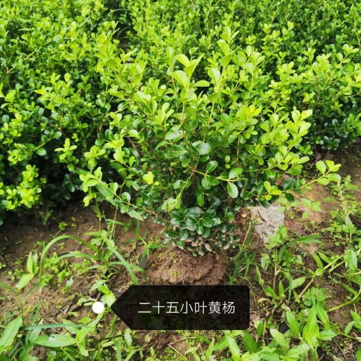 沭阳县瓜子黄杨
