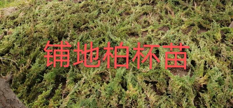 拉萨窄冠侧柏 西藏卉丰园林绿化有限公司苗木基地出品