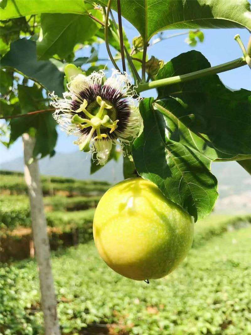 芭乐味黄金百香果果园直销一件代发代购欢迎电商合作