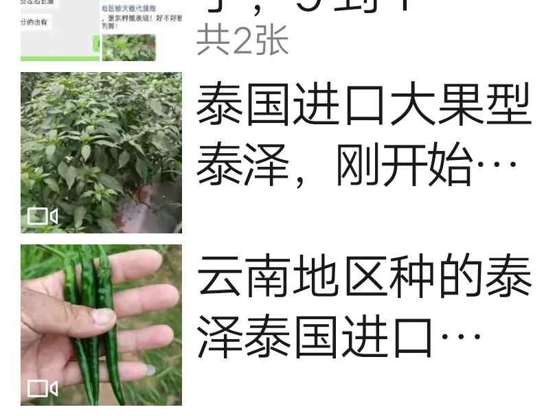 泰悦单生朝天椒种子~中早熟抗病性强油亮顺直结果能力强