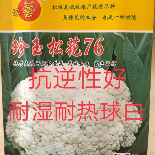 沈丘县松花菜种子 珍玉松花76菜花种子~春秋两用花球松大亩栽250