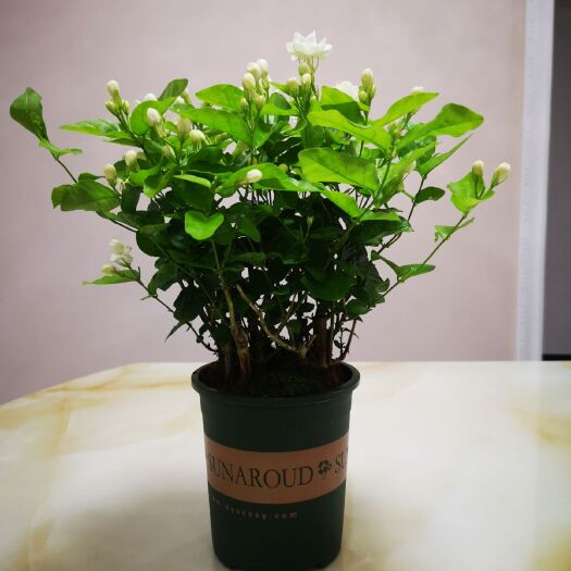 横州市 茉莉花盆苗