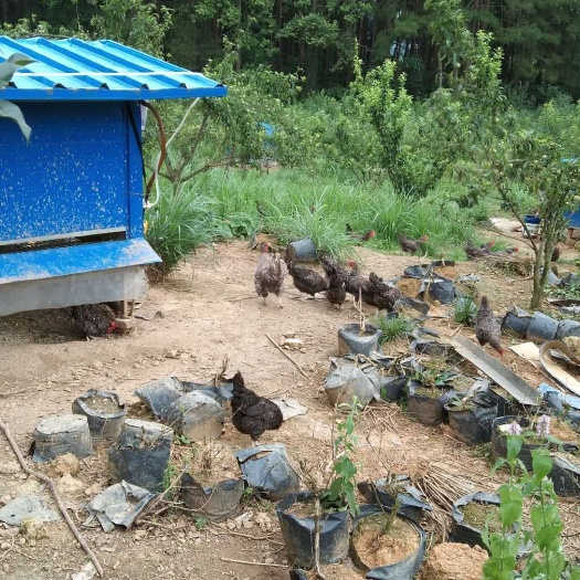 开阳县富硒鸡蛋 食用 散装