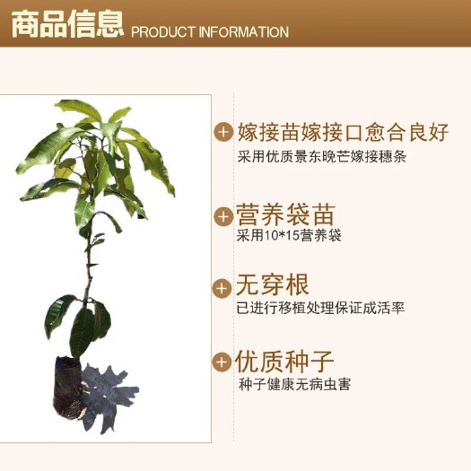 景东县景东晚熟芒果苗