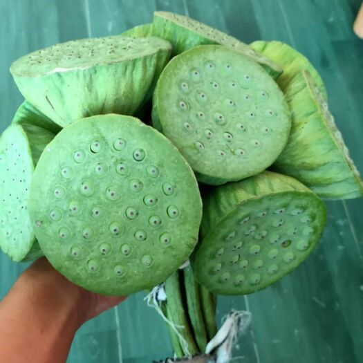 安新县新鲜采摘白洋淀莲蓬