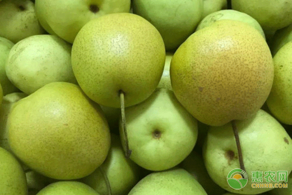 梨子的品种有哪些？