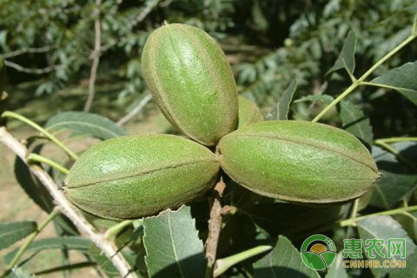 碧根果樹適合哪里種植？-圖片版權(quán)歸惠農(nóng)網(wǎng)所有