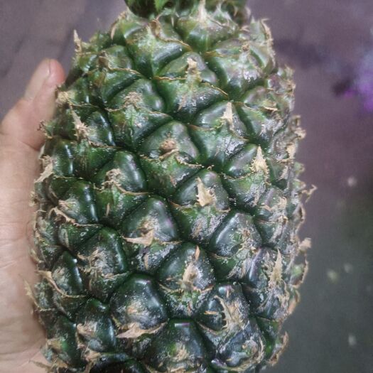 本地青皮菠萝2一3斤／个。