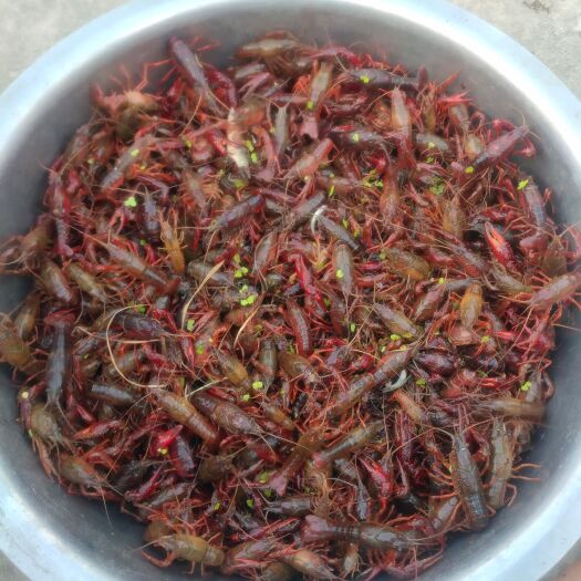 霍邱县精品小龙虾(任何规格都有)