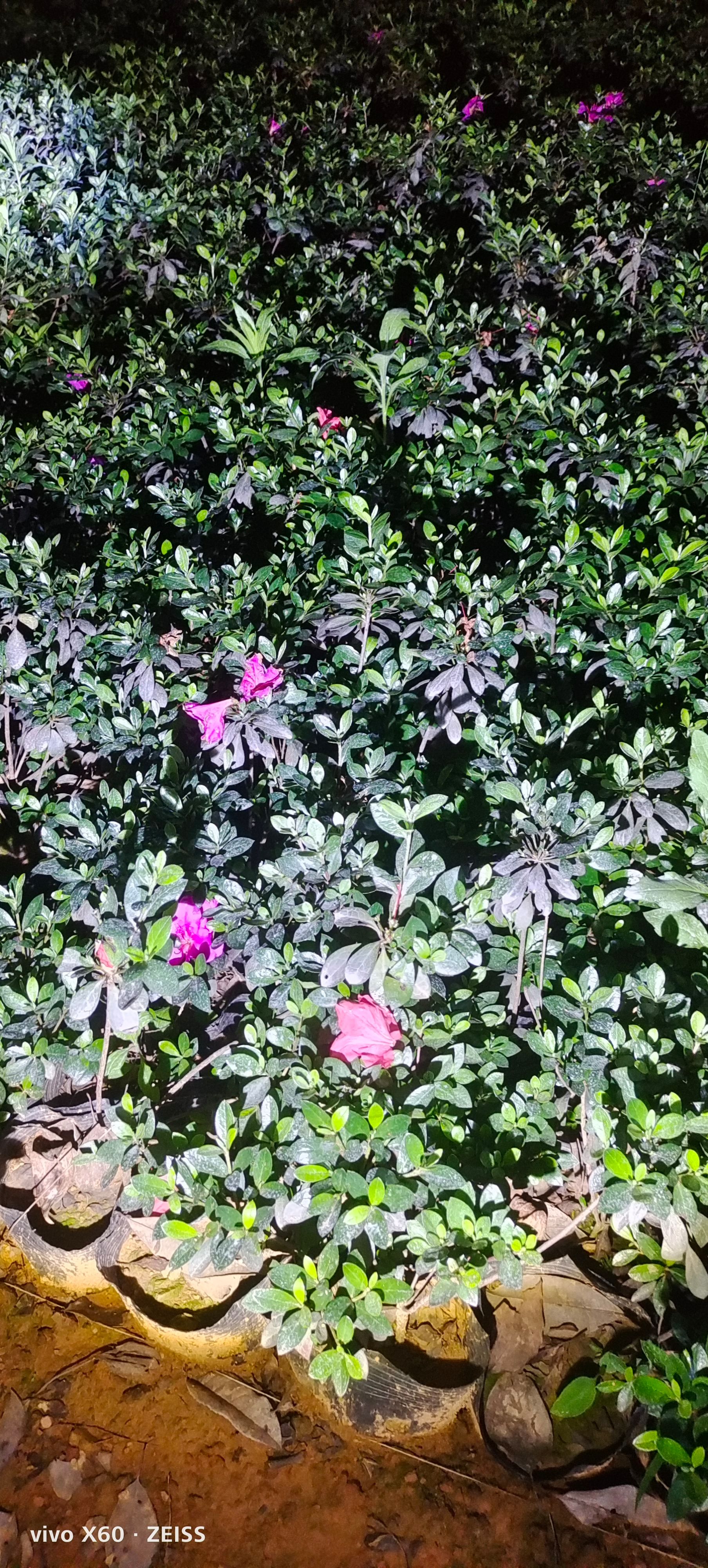 杜鹃一一夏鹃大杯苗，色泽亮丽，花色鲜艳，泥土老杯，成活率高。