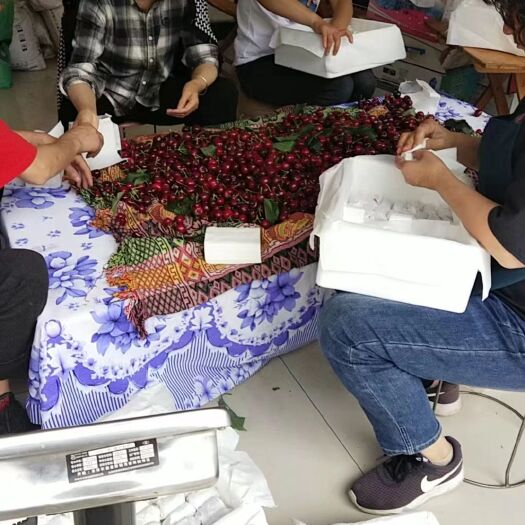 汉源县汉源车厘子