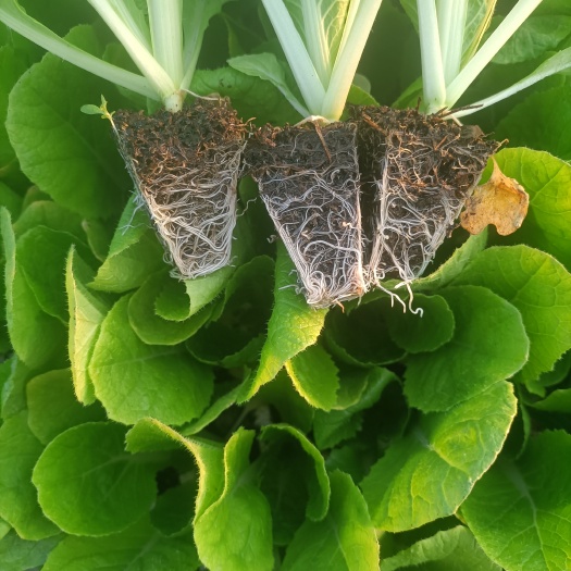 通海县大白菜苗