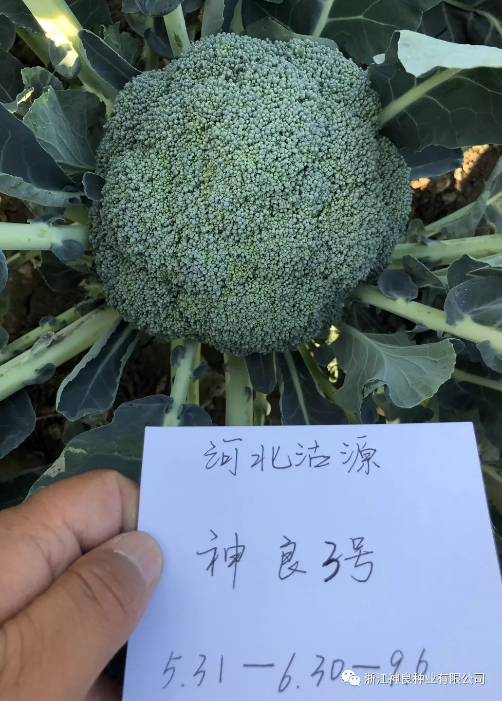 西兰花种子 神良1号神良2号