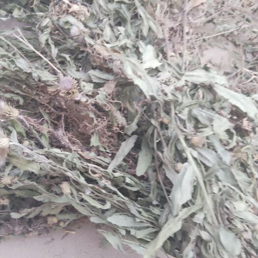 郓城县纯大蓟全草