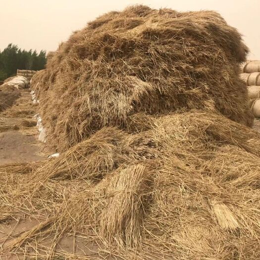 长春长稻草