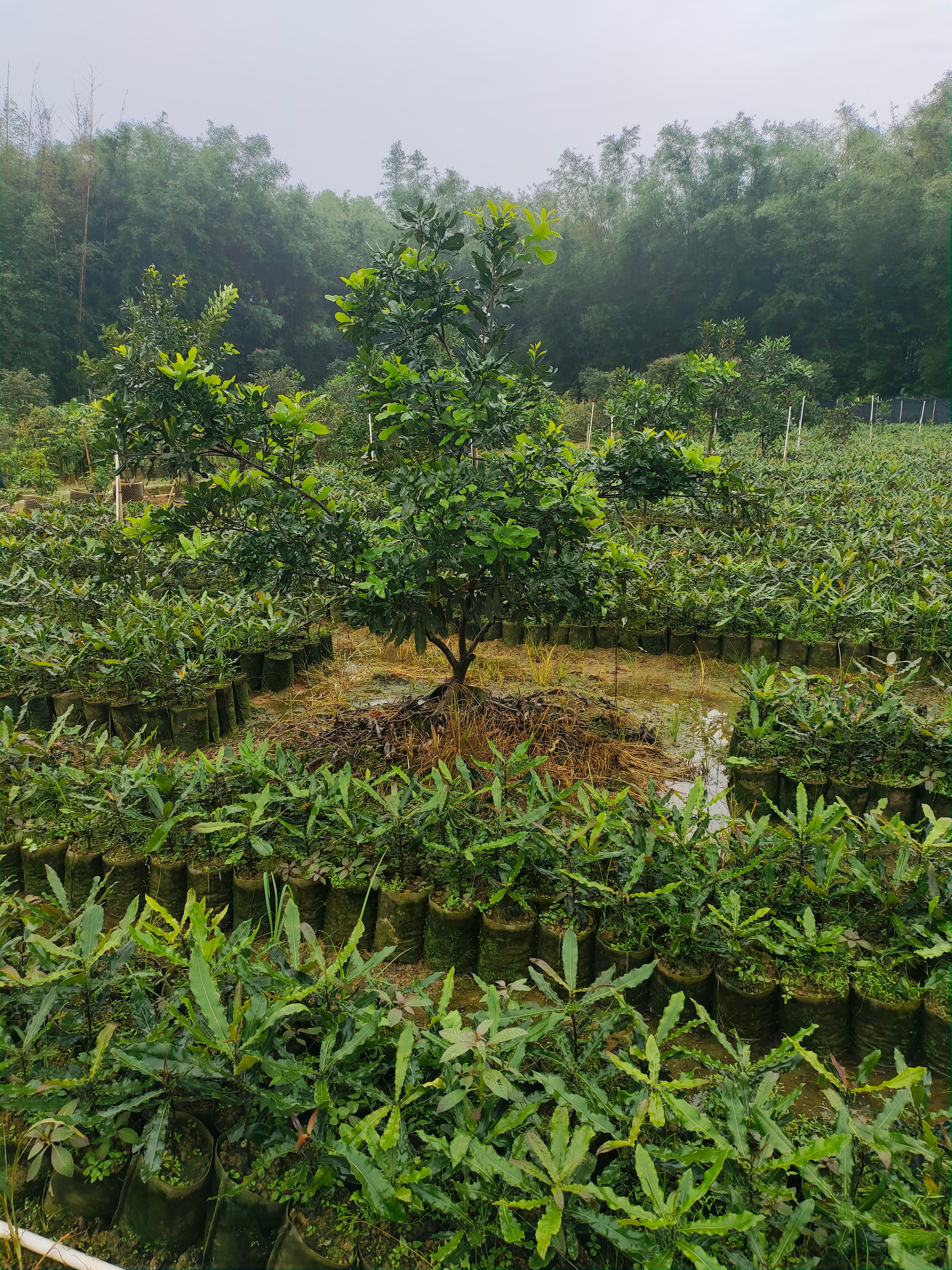 夏威夷果苗