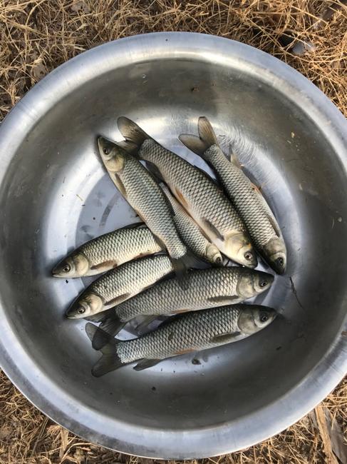 草鱼苗   8-10公分草鱼苗，淡水养殖基地直供专车运输