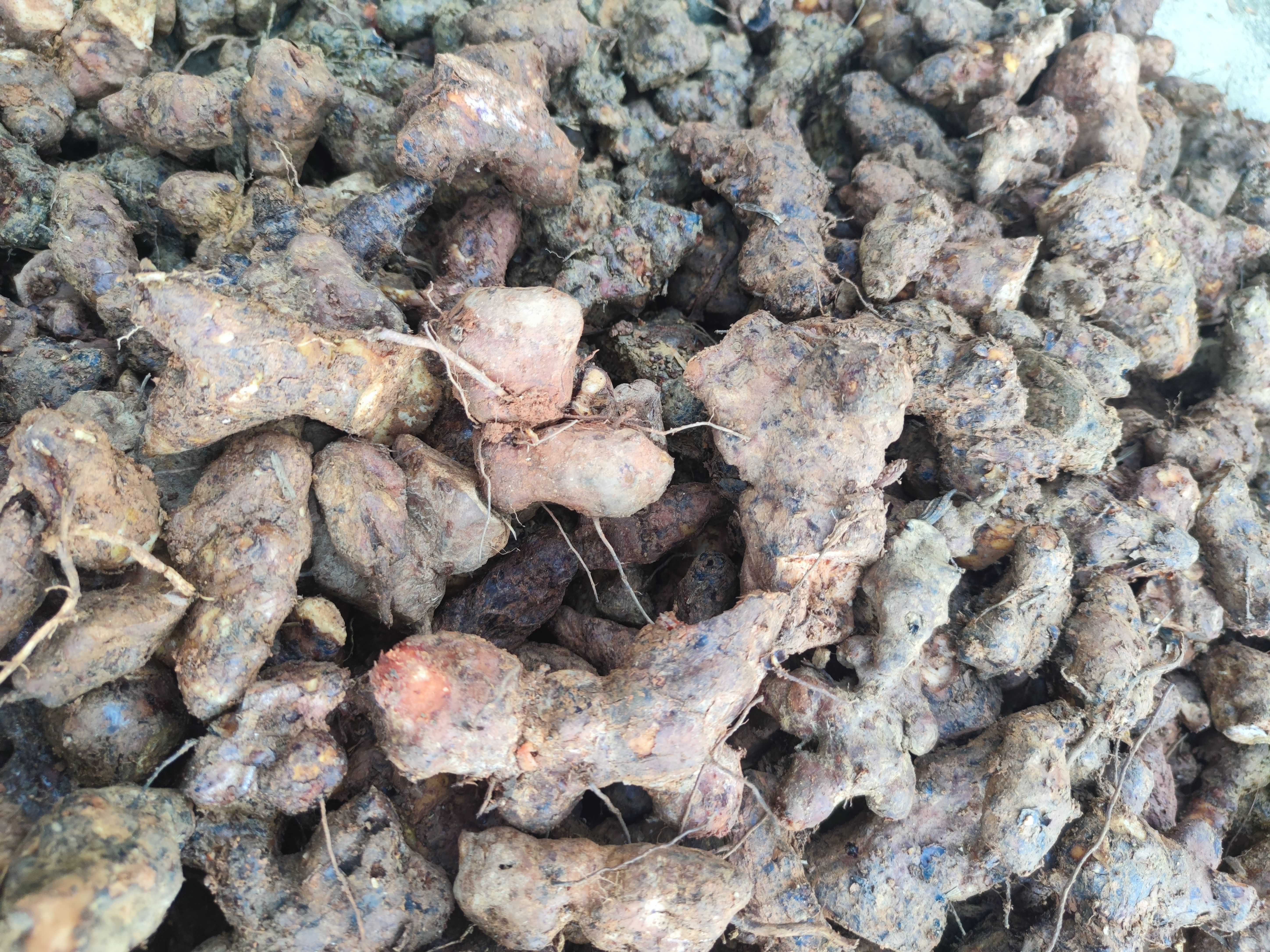 本地粉质土茯苓