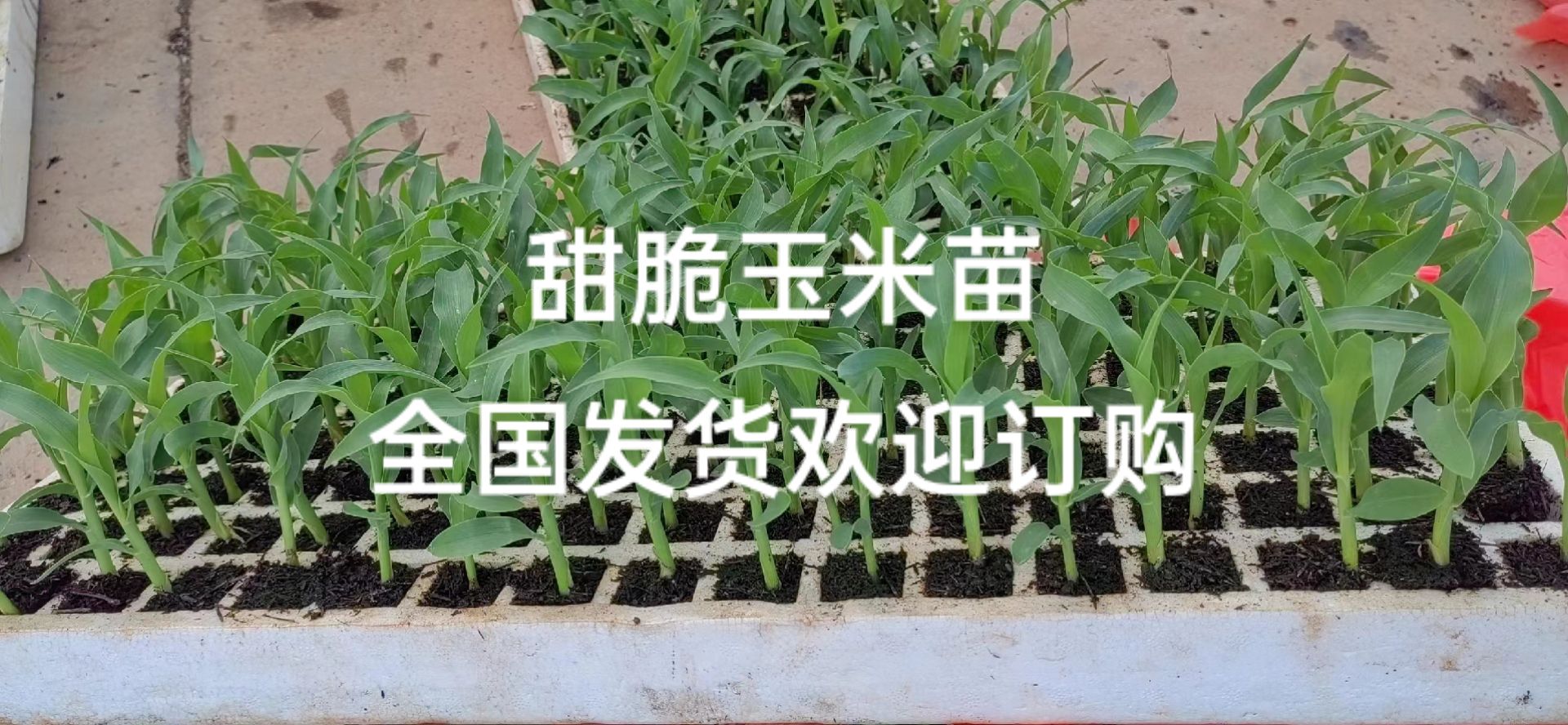 甜脆玉米苗