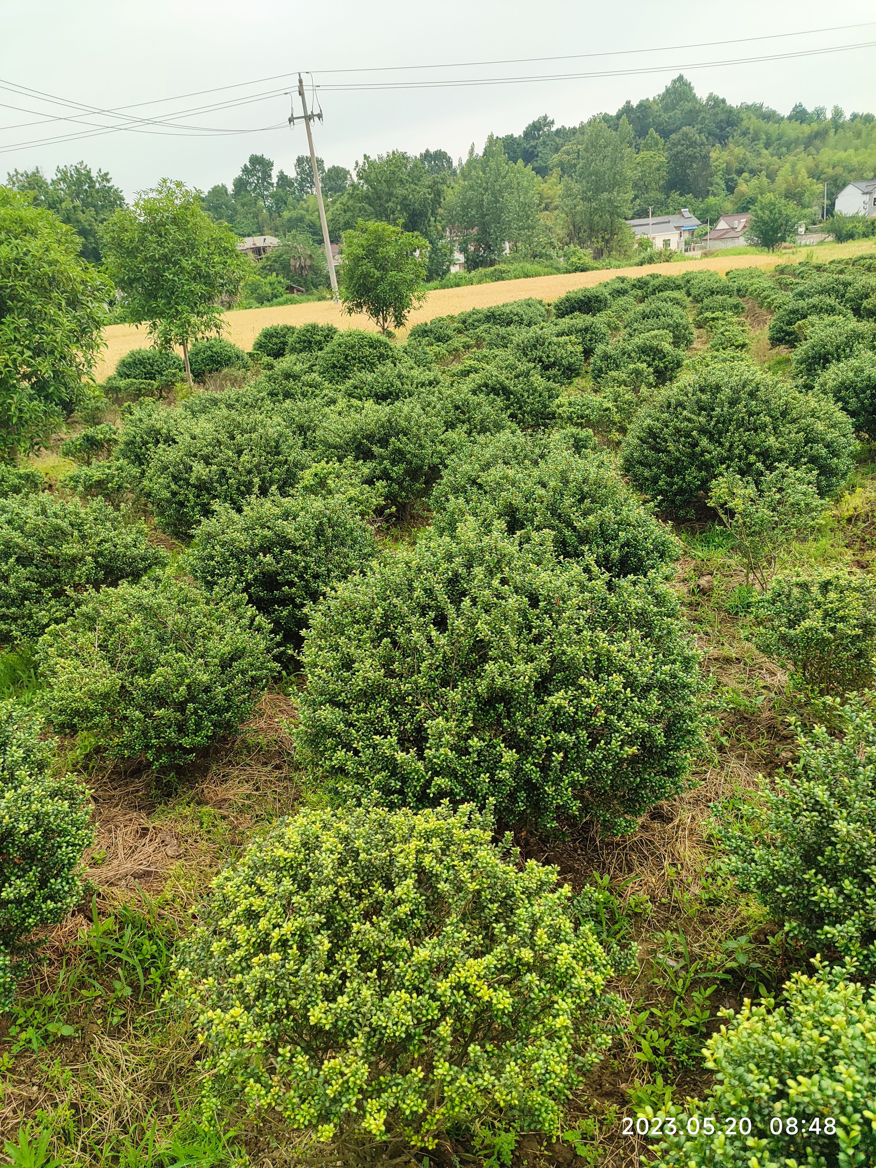 龟甲冬青球，冠80至150，低价出售