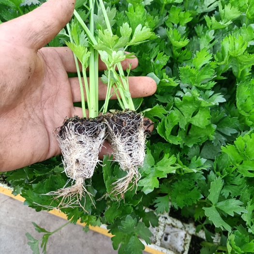 通海县芹菜苗