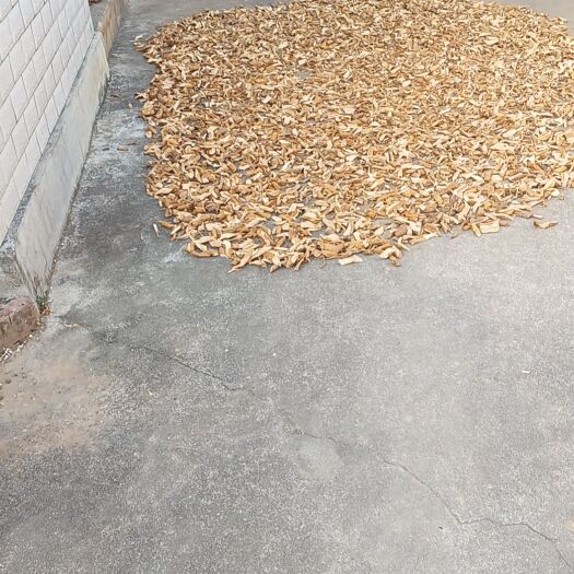 南靖县七指毛桃