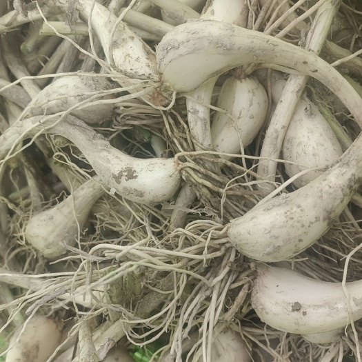 长柄藠头大量供应，牛腿藠头果实大而饱满，大量供应！货源充足！