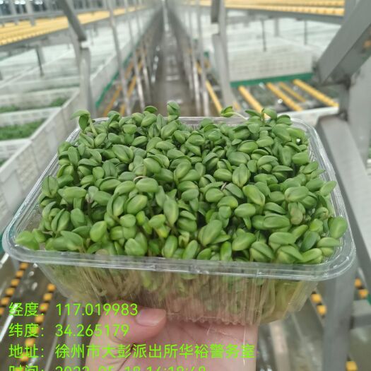 徐州各种芽苗菜营养、健康、绿色。