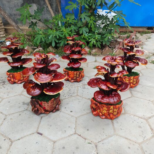 冠县基地供应灵芝盆景孢子粉，灵芝，孢子油切片等系列产品一手货源长