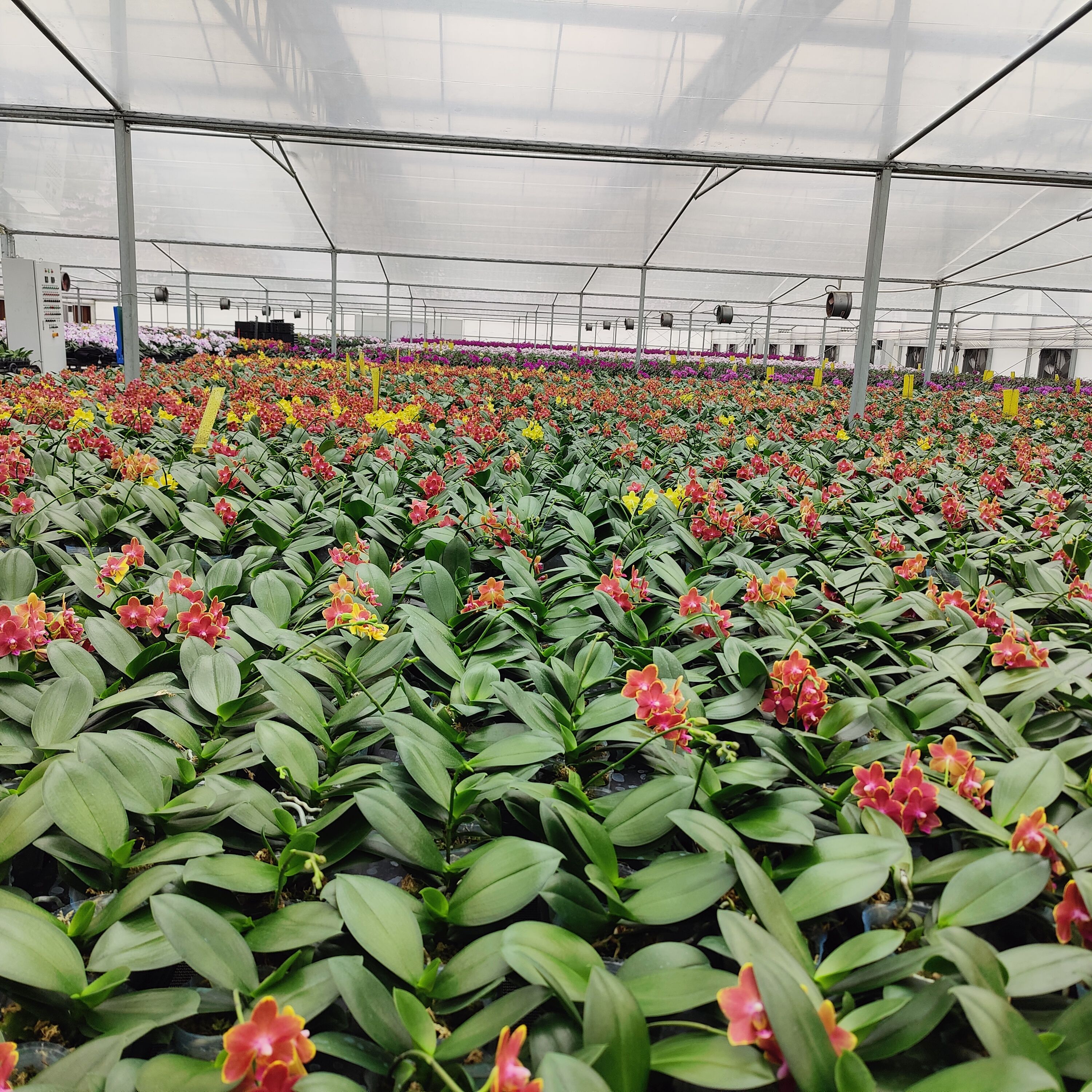 广州1.7寸～3.5寸蝴蝶兰苗，基地直销，品种多，数量大，品质优