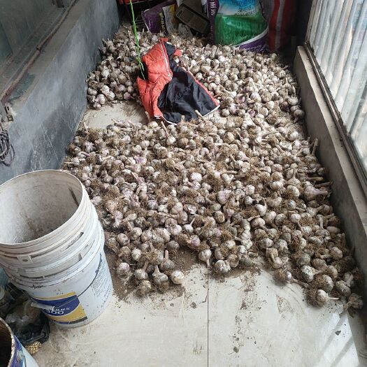 滕州市自家种大蒜紫白皮大蒜