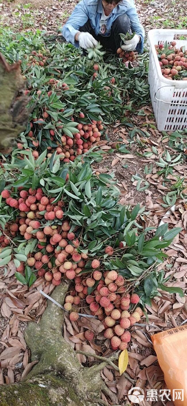 荔枝已成熟大量出售，可以过来现场收主产黑叶和白蜡按市场价