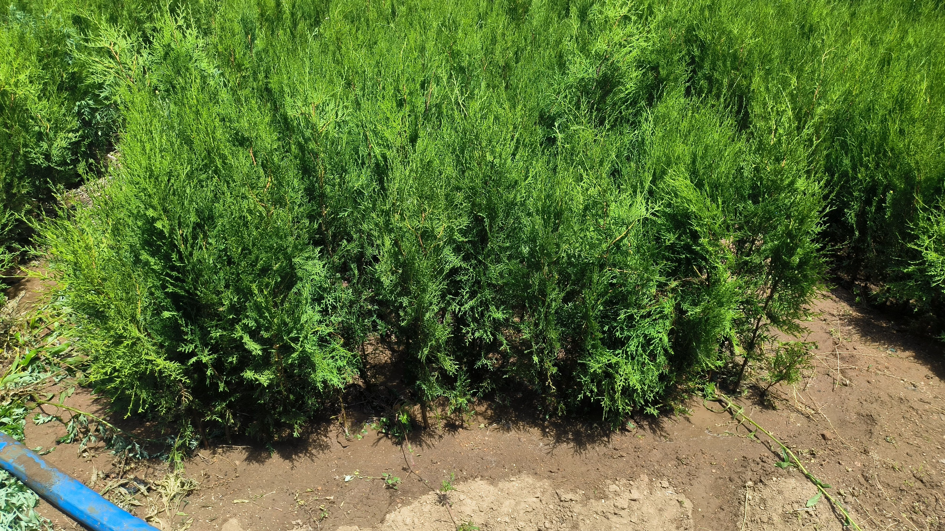 侧柏，侧柏苗，高度一米二，带营养钵