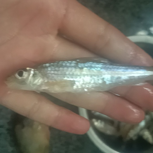 邻水县船钉子