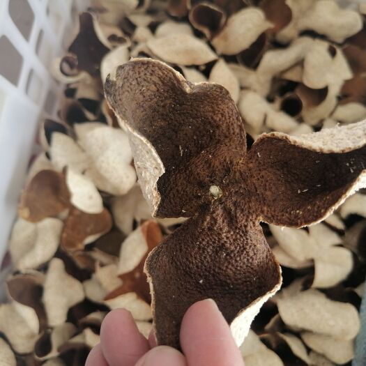 江门会陈皮