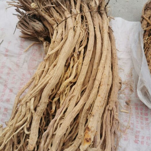 陇西县关防风