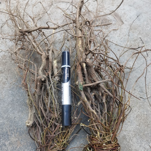 玉林长扎大根头鸡骨草