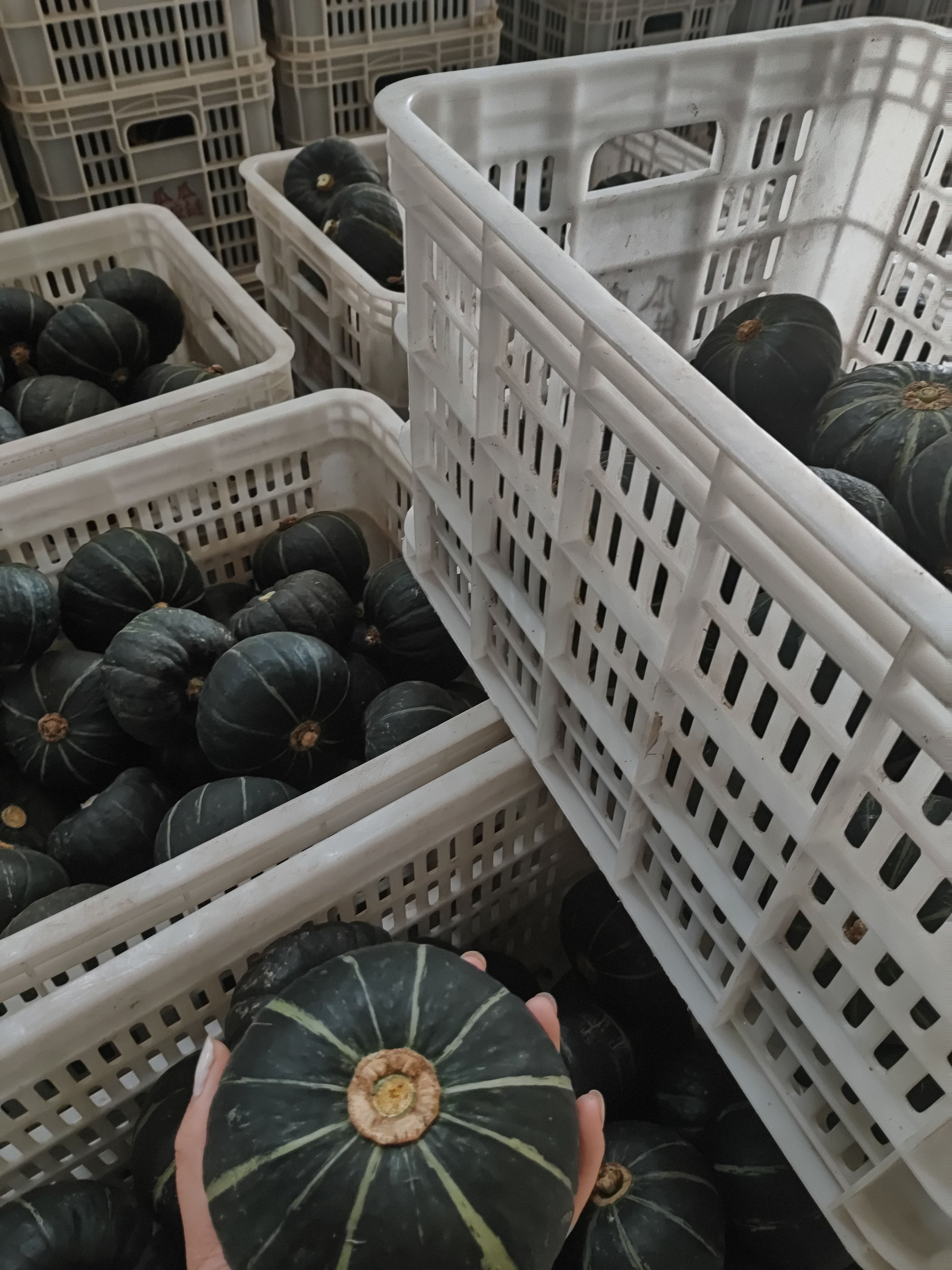 贝贝南瓜粉面可口，越放越甜，口感细腻，瓤多肉厚；粗粮营养全面