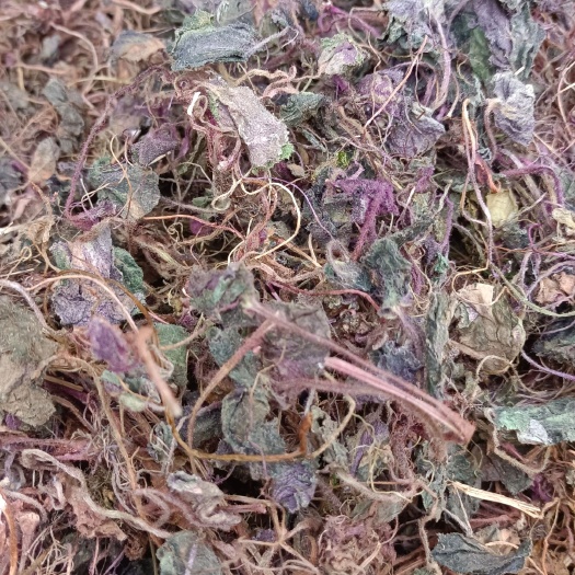 宁强县虎耳草手选干净无杂