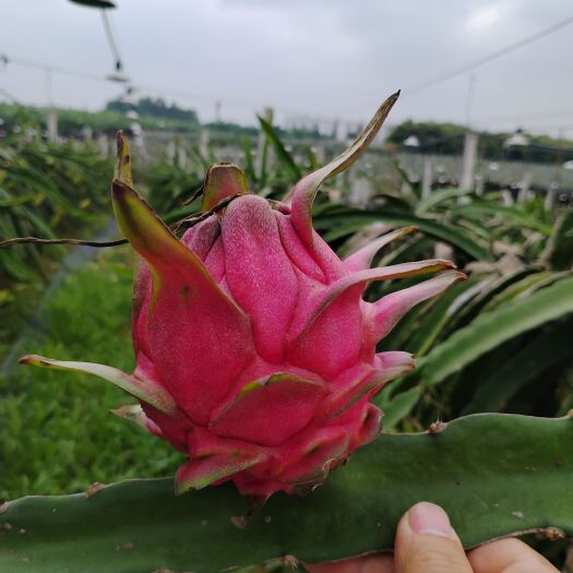 隆安县火龙果