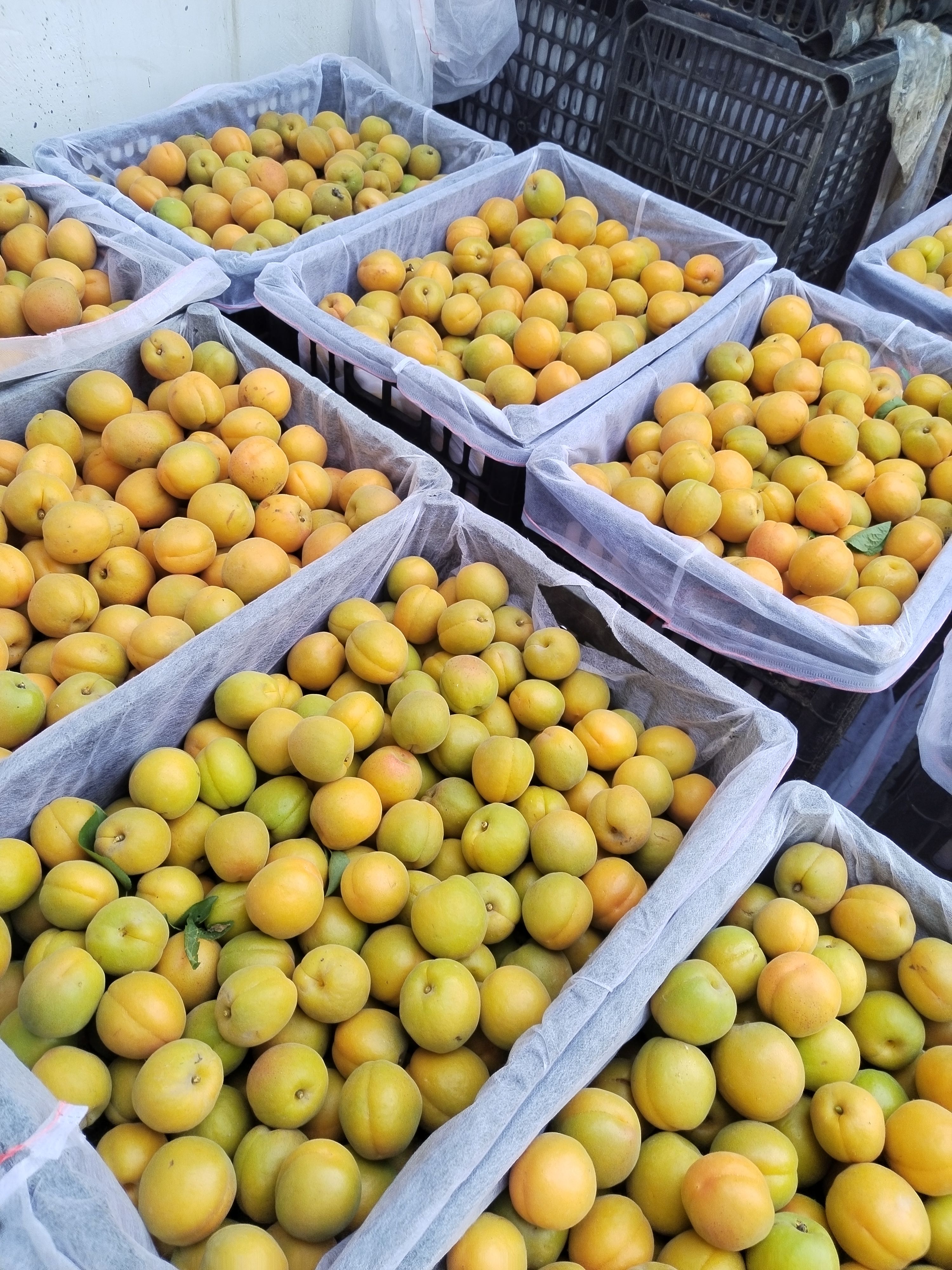 河北杏金太阳，麦子黄，凯特杏，产地直发，货源充足，交通便捷。